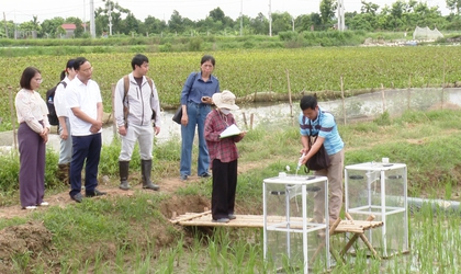 ỨNG HÒA THỰC HIỆN THÍ ĐIỂM MÔ HÌNH TRỒNG LÚA GIẢM PHÁT THẢI KHÍ NHÀ KÍNH GẮN VỚI TÍN CHỈ CÁC-BON.