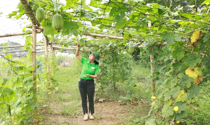 Biến xã đảo Minh Châu thành “điểm xanh” nhờ một người phụ nữ dám nghĩ, dám làm
