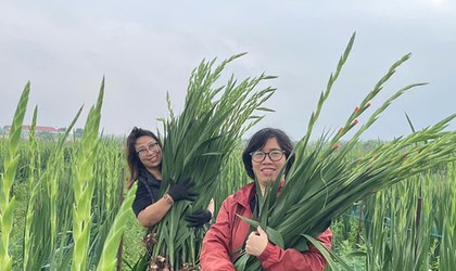 Thuận An triển khai hiệu quả nhiều mô hình sản xuất nông nghiệp