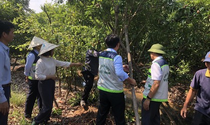 HƯỚNG DẪN PHỤC HỒI VƯỜN CÂY ĂN QUẢ SAU MƯA BÃO