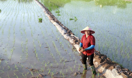 Xã Hòa Phú: Gieo cấy xong 100% diện tích lúa Mùa 2025