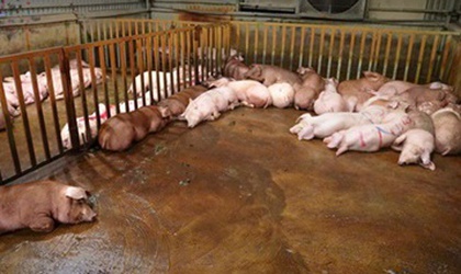UBND xã Hoài Đức triển khai quyết liệt, đồng bộ các giải pháp phòng, chống bệnh Dịch tả lợn Châu Phi và xây dựng vùng an toàn Dịch bệnh Dại trên địa bàn xã.