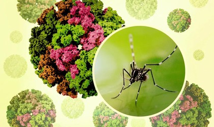 Chikungunya – Căn bệnh lây qua muỗi nguy hiểm không kém sốt xuất huyết, bạn đã biết cách phòng?