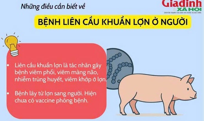 Tăng cường phòng, chống bệnh liên cầu lợn trên người