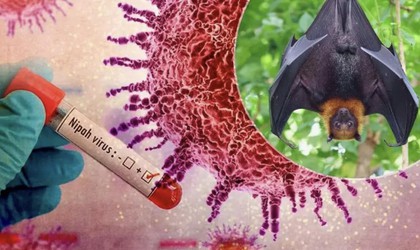 DỊCH BỆNH DO VI RÚT NIPAH VÀ CÁC BIỆN PHÁP PHÒNG CHỐNG TẠI VIỆT NAM