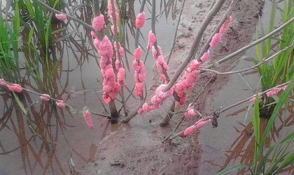 HƯỚNG DẪN PHÒNG TRỪ ỐC BƯƠU VÀNG