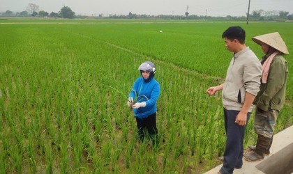 THÔNG TIN THĂM ĐỒNG VÀ KHUYẾN CÁO CHĂM SÓC LÚA VỤ XUÂN 2026