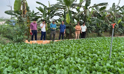 Tăng cường quản lý sản xuất nông nghiệp tại xã Minh Châu: Hướng tới vùng rau an toàn, bền vững.
