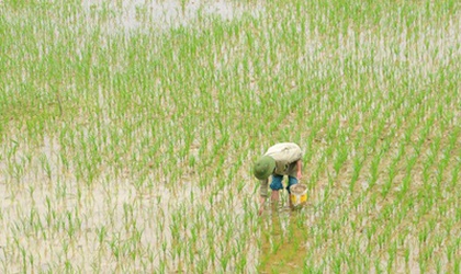 Nông dân Hoài Đức tích cực phòng trừ ốc bươu vàng hại lúa xuân