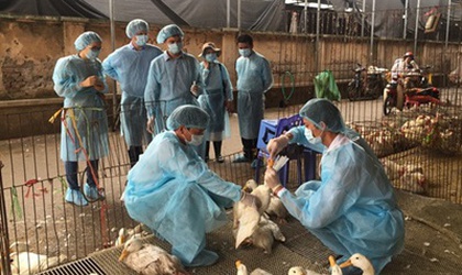 Chủ động phòng chống dịch bệnh: Hoài Đức triển khai tiêm phòng đợt 1 cho đàn gia súc, gia cầm và vật nuôi