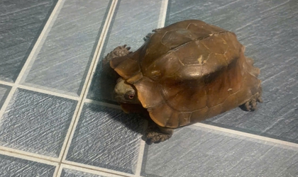 UBND xã Xuân Mai thông báo công khai về việc tìm chủ sở hữu, người quảnlý hợp pháp đối với cá thể động vật nêu trên, cụ thể như sau:
1. Loài động vật: Rùa Sa Nhân
Tên khoa học: Cuora mouhotii
2. Nhóm loài: IIB