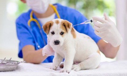 Thông báo tiêm vắc xin phòng bệnh dại cho đàn chó, mèo năm 2026