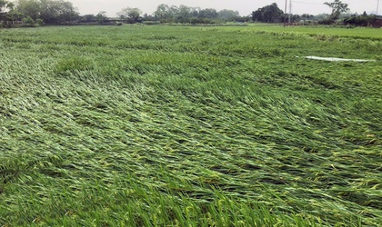 Biện pháp phục hồi sản xuất nông nghiệp