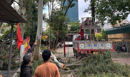 Xuân Mai triển khai kế hoạch cắt tỉa cây xanh đảm bảo cảnh quan, mỹ quan đô thị, phòng chống thiên tai trên địa bàn