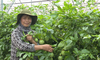 Chị Đặng Thị Cuối -  Gương phụ nữ tiêu biểu trong phong trào phát triển kinh tế