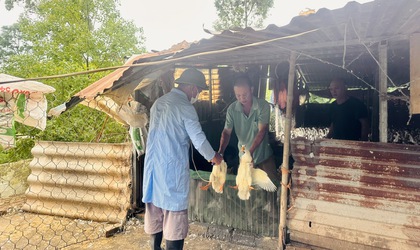 Xã Vân Đình tích cực triển khai tiêm phòng vắc xin cúm gia cầm H5N1 đợt 1 năm 2026