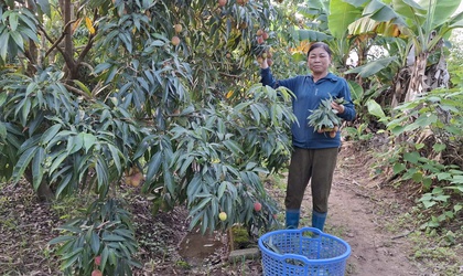 
Hiệu quả kinh tế từ mô hình trồng vải thiều u trứng của bà Nguyễn Thị Ngần