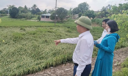 Đồng chí Lê Văn Quân - Bí thư Đảng ủy, Chủ tịch HĐND xã kiểm tra tình hình sản xuất nông nghiệp