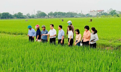Xã Phúc Thọ nghiệm thu năng suất vụ Xuân năm 2026