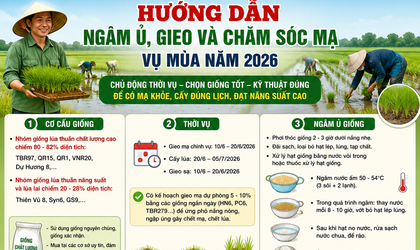 Hướng dẫn ngâm ủ, gieo và chăm sóc mạ vụ Mùa năm 2026