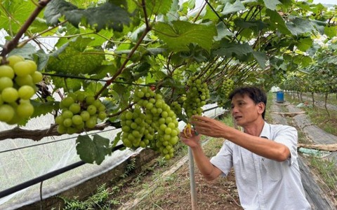 Mô hình trồng nho mang lại hiệu quả kinh tế cao tại xã Liên Minh