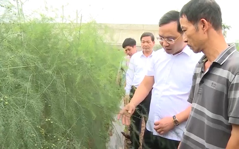 Ứng Hoà: Đa dạng mô hình nông nghiệp công nghệ cao