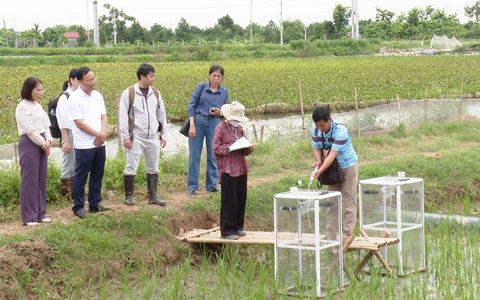 ỨNG HÒA THỰC HIỆN THÍ ĐIỂM MÔ HÌNH TRỒNG LÚA GIẢM PHÁT THẢI KHÍ NHÀ KÍNH GẮN VỚI TÍN CHỈ CÁC-BON.