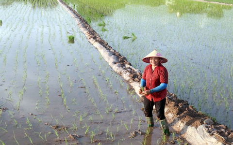 Xã Hòa Phú: Gieo cấy xong 100% diện tích lúa Mùa 2025