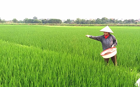 HƯỚNG DẪN CHĂM SÓC, BÓN ĐÓN ĐÒNG CHO CÂY LÚA VỤ MÙA NĂM 2025