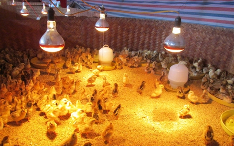 Trung tâm dịch vụ tổng hợp xã Chương Dương hướng dẫn các biện pháp phòng, chống đói, rét cho đàn gia súc, gia cầm, thủy sản