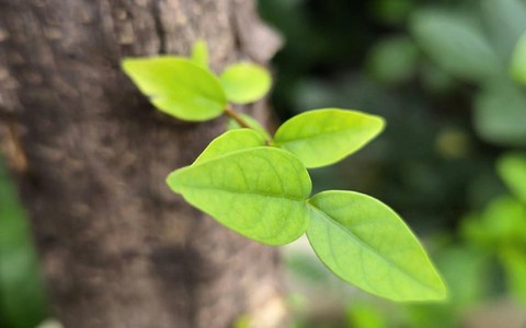 THẠCH THẤT PHÁT ĐỘNG “TẾT TRỒNG CÂY ĐỜI ĐỜI NHỚ ƠN BÁC HỒ” XUÂN BÍNH NGỌ 2026