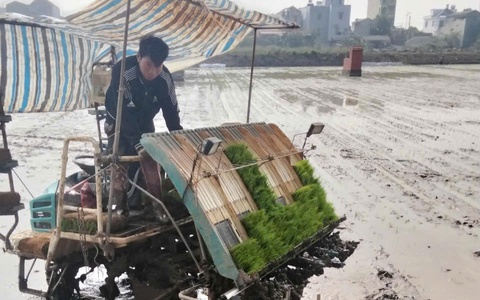 NÔNG DÂN XÃ ỨNG HÒA TẬP TRUNG XUỐNG ĐỒNG GIEO CẤY LÚA XUÂN.