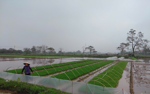 Nông dân xã Chương Dương chuyển không khí Xuân mới vào sản xuất