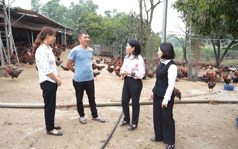 CÂU CHUYỆN LÀM GIÀU TỪ CHUỒNG GÀ Ở YÊN KHOÁI