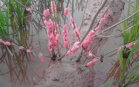 HƯỚNG DẪN PHÒNG TRỪ ỐC BƯƠU VÀNG