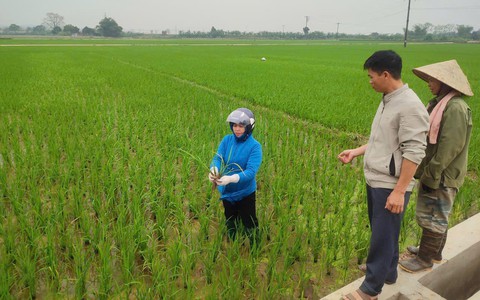 THÔNG TIN THĂM ĐỒNG VÀ KHUYẾN CÁO CHĂM SÓC LÚA VỤ XUÂN 2026