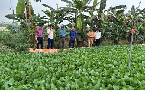 Tăng cường quản lý sản xuất nông nghiệp tại xã Minh Châu: Hướng tới vùng rau an toàn, bền vững.