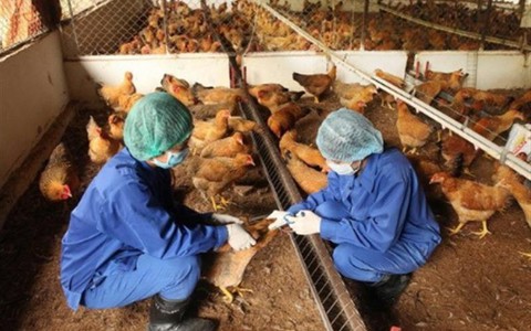 UBND xã Chuyên Mỹ xây dựng kế hoạch tiêm phòng vắc xin cho đàn gia súc, gia cầm đợt 1 năm 2026.