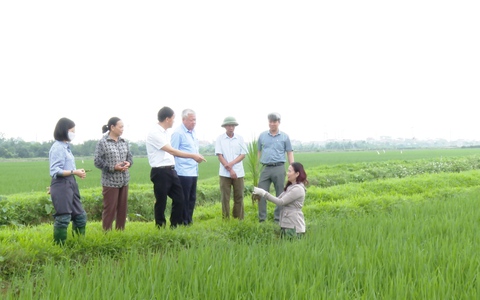 LÃNH ĐẠO SỞ NÔNG NGHIỆP VÀ MÔI TRƯỜNG HÀ NỘI KIỂM TRA, THĂM ĐỒNG TẠI XÃ ỨNG HOÀ.