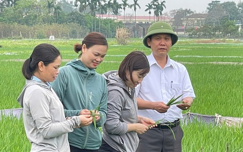  Trung tâm Dịch vụ tổng hợp xã Phúc Thọ kiểm tra đồng ruộng, chủ động phòng trừ bệnh đạo ôn lúa Xuân