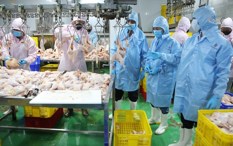 Thực hiện kiểm soát giết mổ, kiểm tra vệ sinh thú y tại các cơ sở được phép hoạt động