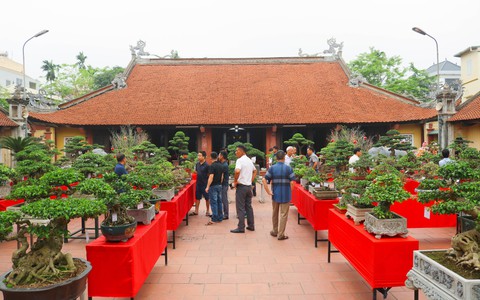 Khai mạc trưng bày giao lưu cây cảnh bon sai nghệ thuật xuân Bính Ngọ 2026