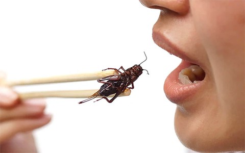 Phòng chống ngộ độc do sử dụng thức ăn chế biến từ côn trùng, ấu trùng