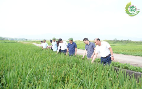 Phú Cát: Năng suất lúa vụ Xuân 2026 ước đạt 64 tạ/ha