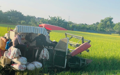 Một số nội dung cần lưu ý khi thu hoạch lúa vụ Xuân năm 2026