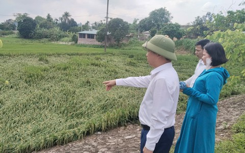Đồng chí Lê Văn Quân - Bí thư Đảng ủy, Chủ tịch HĐND xã kiểm tra tình hình sản xuất nông nghiệp