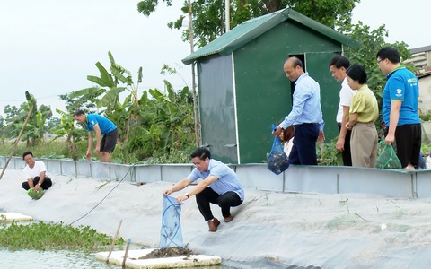 Ứng Hòa triển khai mô hình điểm nuôi cua cà ra xuất khẩu tại thôn Đống Long.