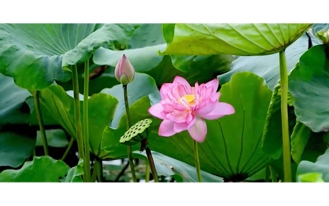 Dịu dàng sắc sen Bách Diệp ở hồ Tây
