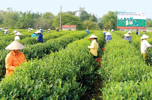 Danh mục thủ tục hành chính và quy trình nội bộ giải quyết thủ tục hành chính thuộc thẩm quyền UBND cấp xã trong các lĩnh vực: Hộ kinh doanh; tổ hợp tác; hợp tác xã, liên hiệp hợp tác xã