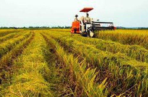 Hà Nội phê duyệt giá thóc vụ chiêm năm 2025 để thu thuế sử dụng đất nông nghiệp